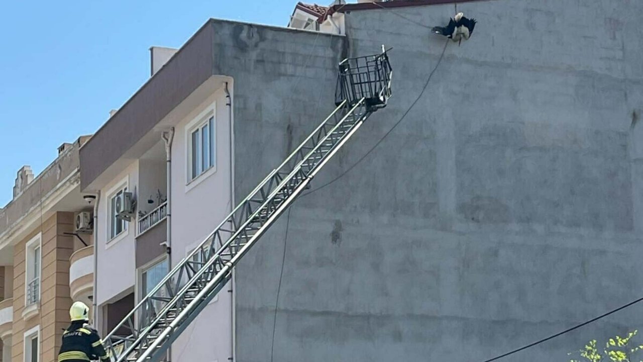 Leylek kurtarma operasyonu