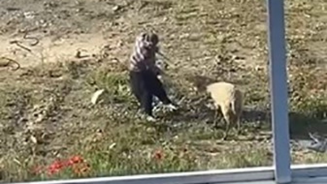 Koyuna tekme atıp, iple eziyet eden şahıs gözaltına alındı