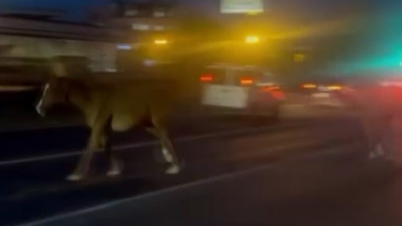 Mersin’de karayoluna çıkan atlar trafiği karıştırdı