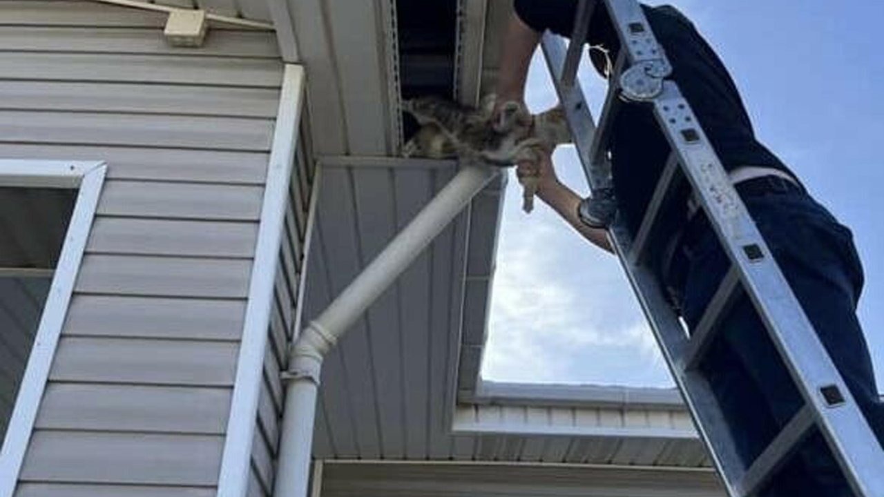 Okul çatısında mahsur kalan kedi kurtarıldı