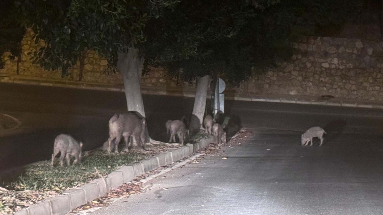Muğla'da yaban domuzlarıyla mücadele kararı