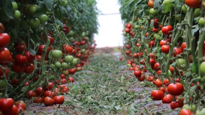 Aykut Kaya; “Antalya’da Tarım Kumara Dönüştü”