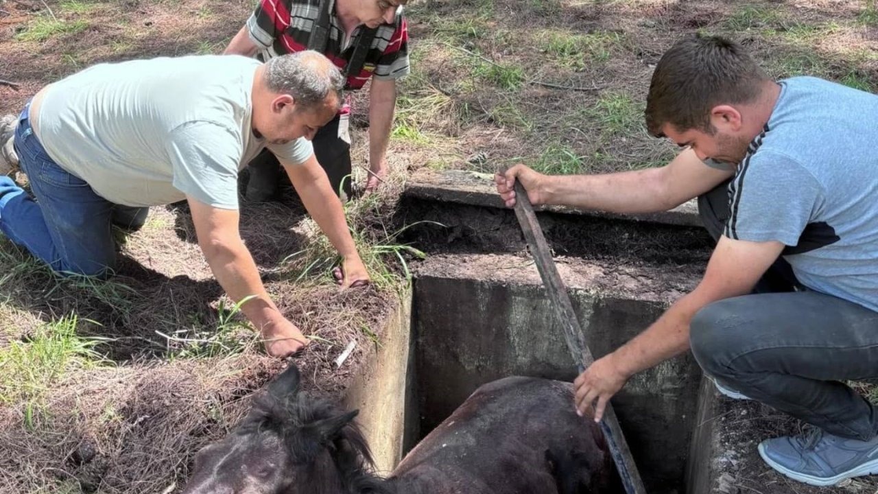 Çukura düşen yabani at kurtarılarak doğaya salındı