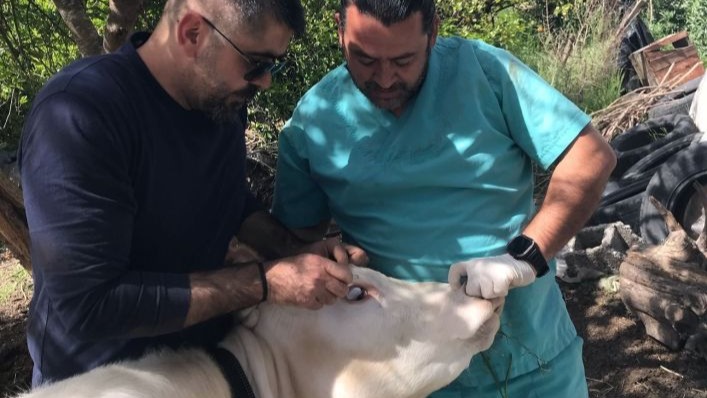 Ortaca Okçular Mahallesi’nde Brucella aşılaması gerçekleştirildi
