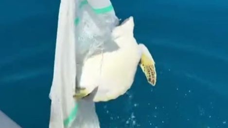 Alanya Açıklarında Yavru Deniz Kaplumbağası Çöplerden Kurtarıldı