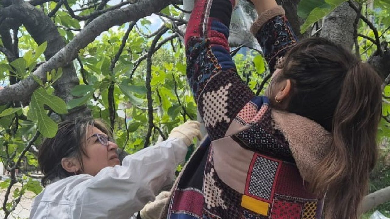 Ortaca’da Kahverengi Kokarca’ya karşı tuzaklı takip başladı