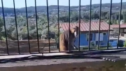 Muğla’da kaçak maymun alarmı jandarma ve mahalleli seferber oldu