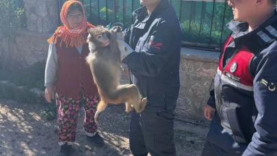 Mahallede maymun yakalandı