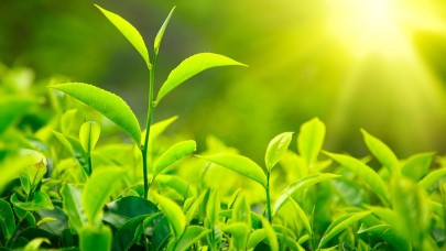 2025 Yaş Çay Alım Fiyatı Açıklandı: Kilogram Fiyatı Ne Kadar Oldu