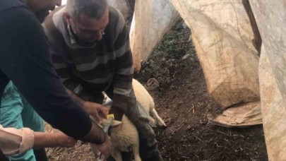 Ortaca’da Küçükbaşlar Kimlik Sahibi Oluyor