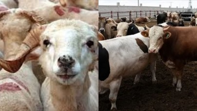 Antalya'da 2025 kurbanlık fiyatları belli oldu: Kasaplar Odası canlı kurbanlık fiyatlarını açıkladı!