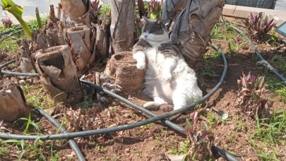 İşçiler Ter Dökerken O Rahat! Marmaris’te Kedinin Umursamaz Hali Güldürdü