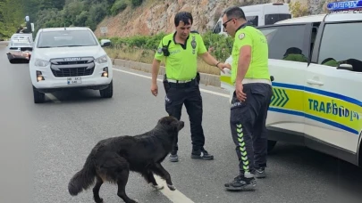 Muğla’da Zincirleme Kaza! Polis Ekiplerinden Sokak Köpeğine Duygulandıran Müdahale