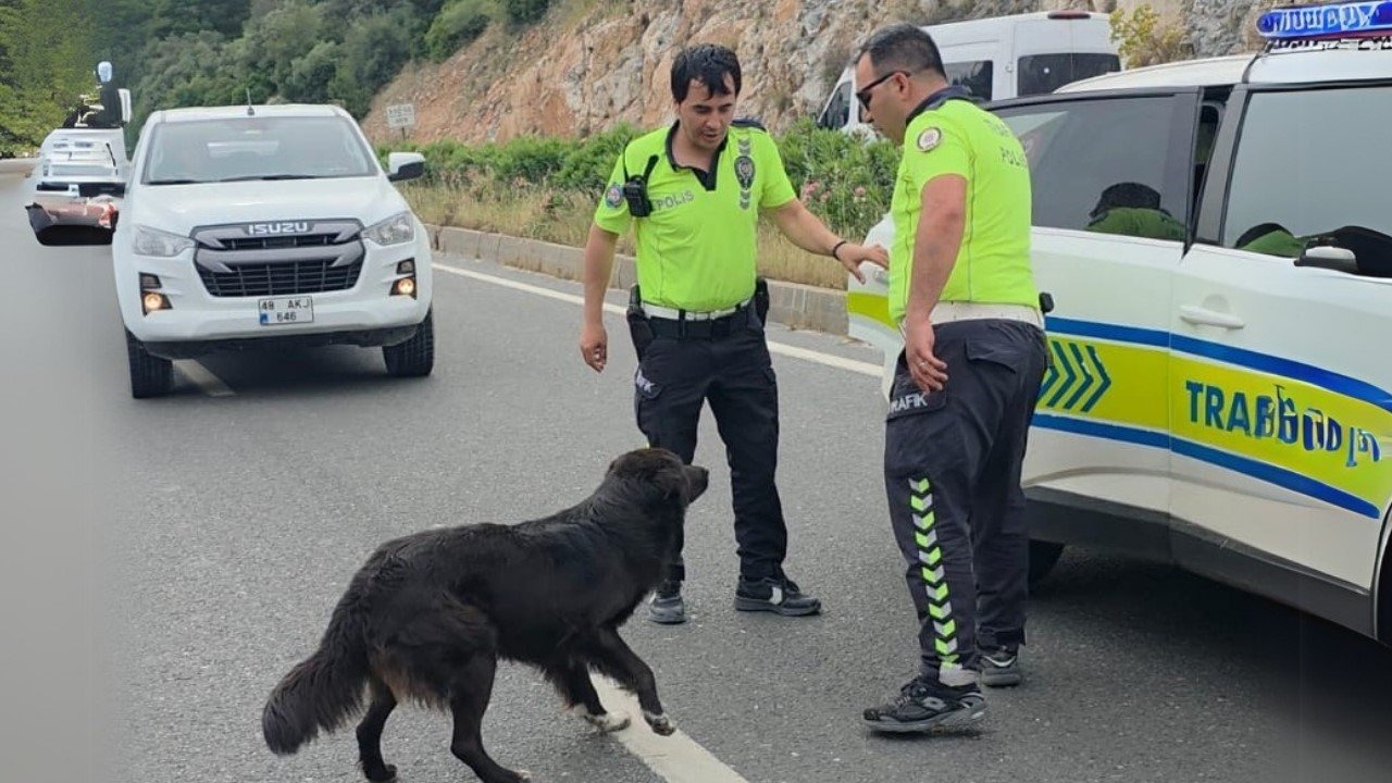 Muğla’da Zincirleme Kaza! Polis Ekiplerinden Sokak Köpeğine Duygulandıran Müdahale
