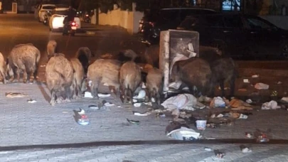 Belediyenin çöpleri zamanında toplamadığı Marmaris’te yaban domuzu istilası yaşanıyor