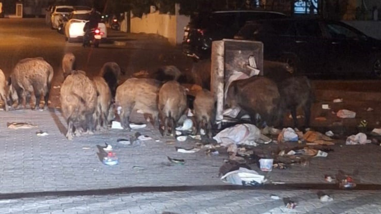 Belediyenin çöpleri zamanında toplamadığı Marmaris’te yaban domuzu istilası yaşanıyor