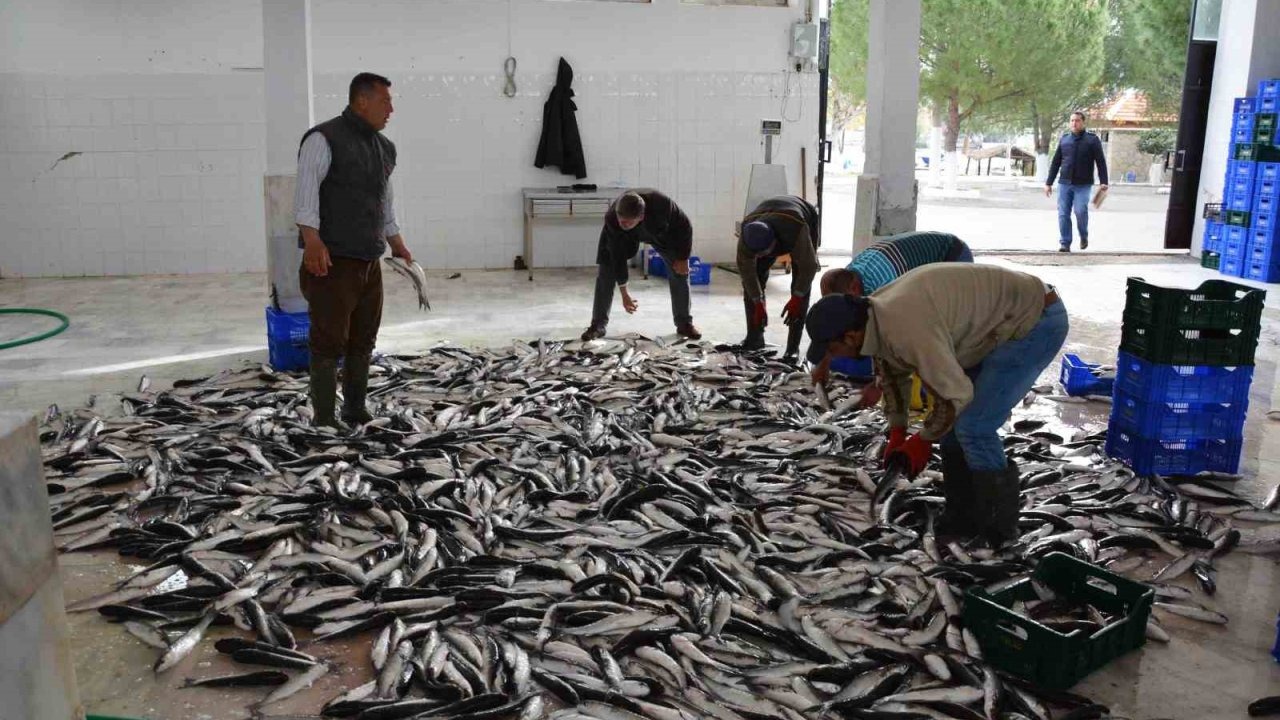 Muğla’nın su ürünleri ihracatı 1 milyar dolara yaklaştı