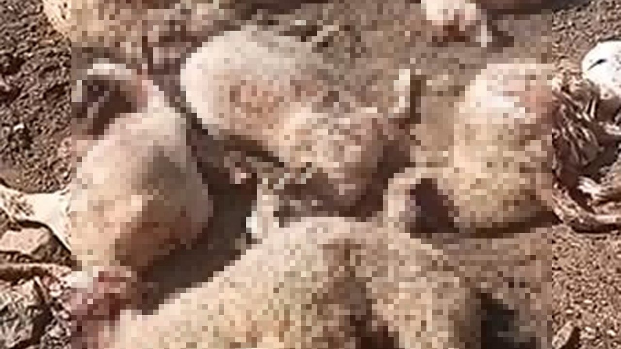 Ağıla giren kurt 16 koyunu öldürdü