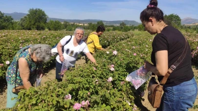 Güneykent'te gül turizmi hazırlığı