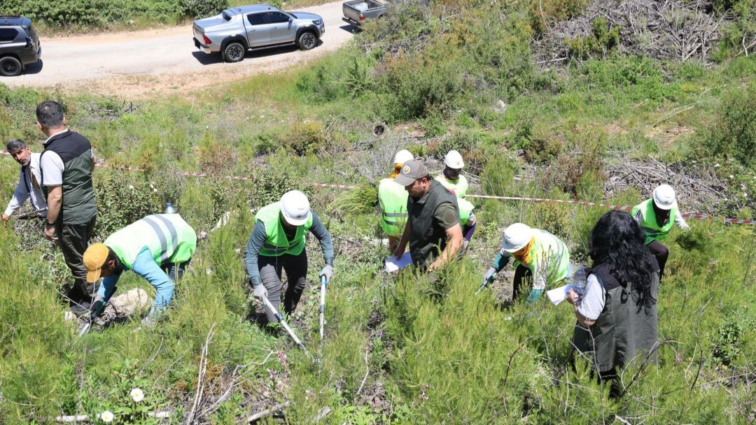 Ormanlar Kendini Yeniliyor: Muğla'da Fidanlara Gençlik Desteği