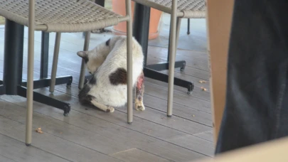Yaralı Kedi İçin Hayvan Ambulansına Ulaşılamadı