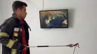 2 Gündür Evde Yaşayan Yılanı İtfaiye Erleri Buldu
