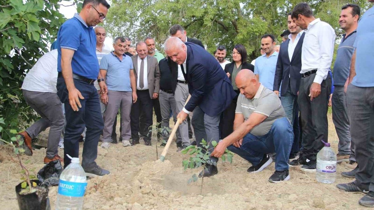 ALTSO keçiboynuzunun tescilini aldı, 3 bin fidan dağıttı