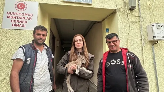 Yolda bulduğu yaban keçisi yavrusunu Doğa Koruma ve Milli Parklara teslim etti
