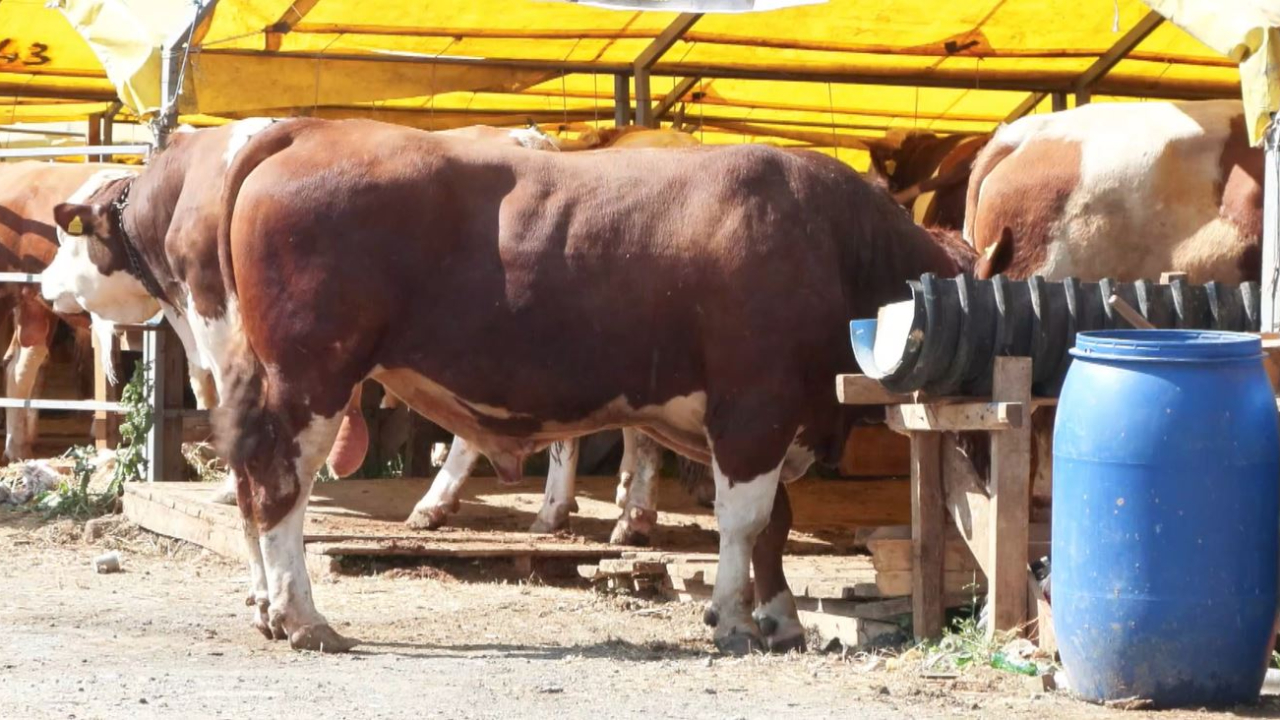 Bayrama sayılı günler kala kurban pazarlarında alıcı fiyata satıcı maliyete bakıyor