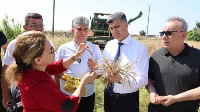 Mersin’de yerli buğdayın hasadı gerçekleştirildi