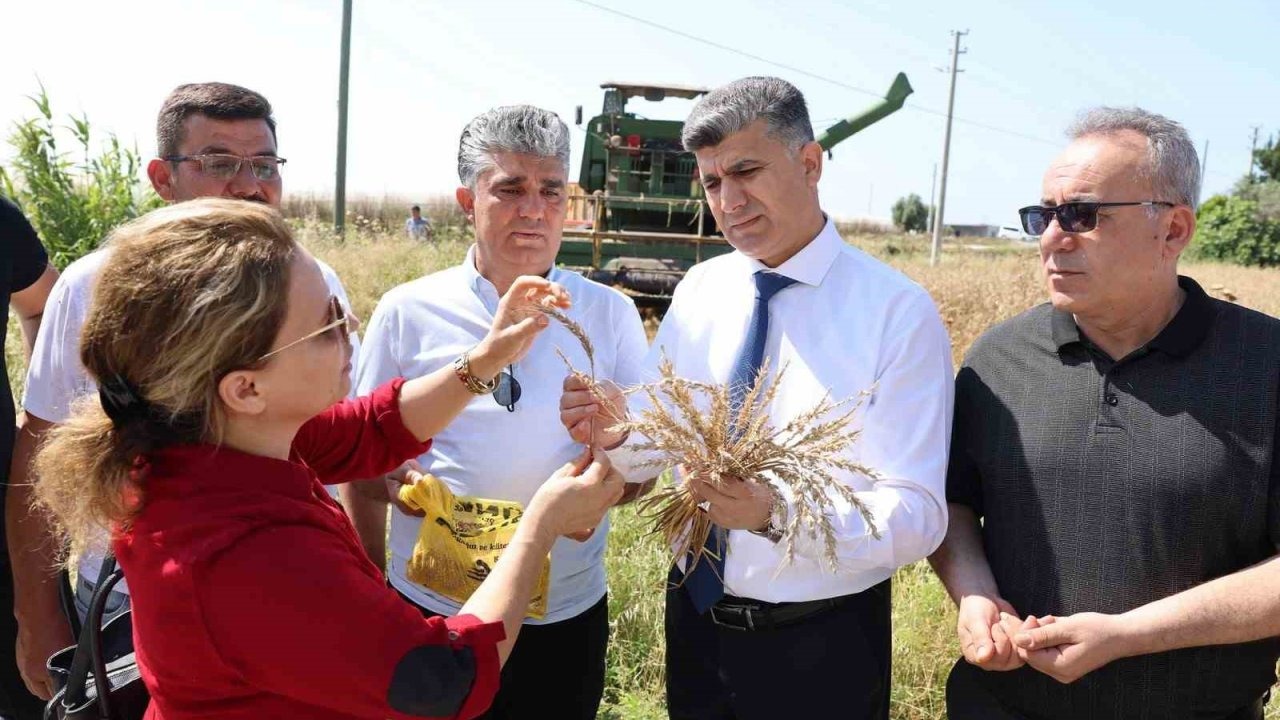 Mersin’de yerli buğdayın hasadı gerçekleştirildi