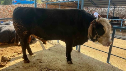 1 ton 300 kiloluk tosun 430 Bin TL’ye satıldı