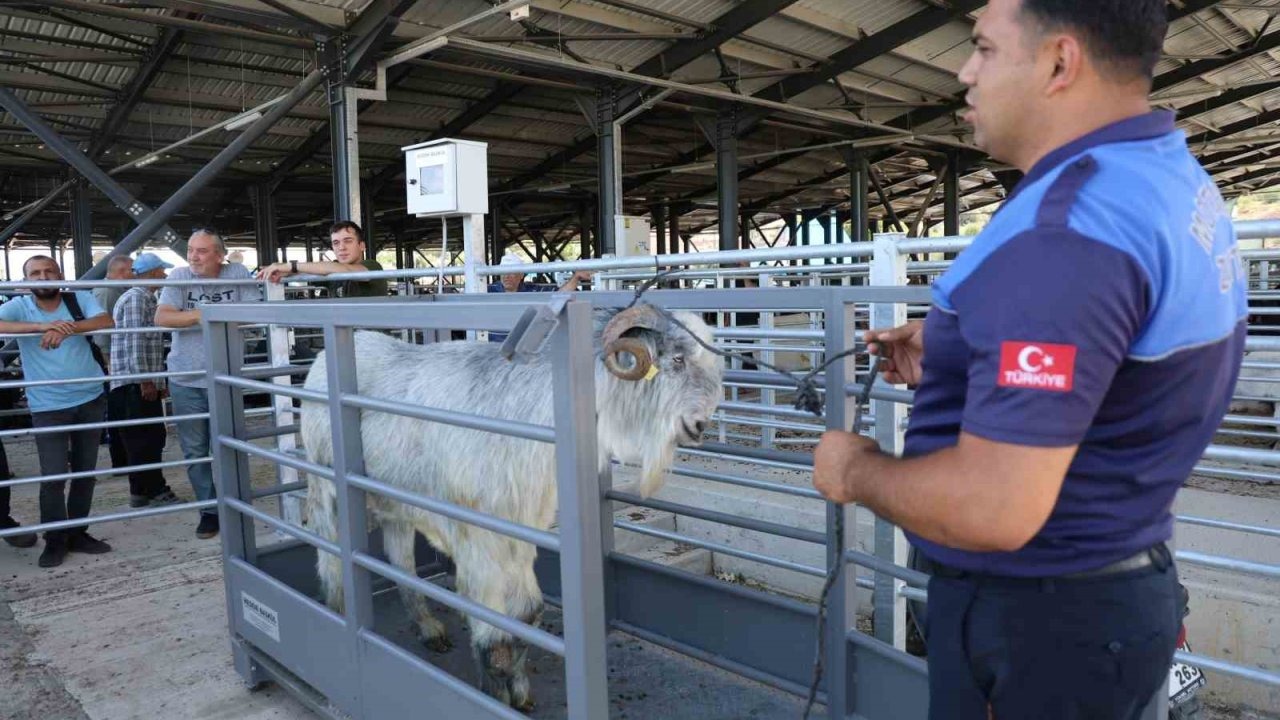 Pazarın en ağırı 153 kiloluk teke dikkat çekti