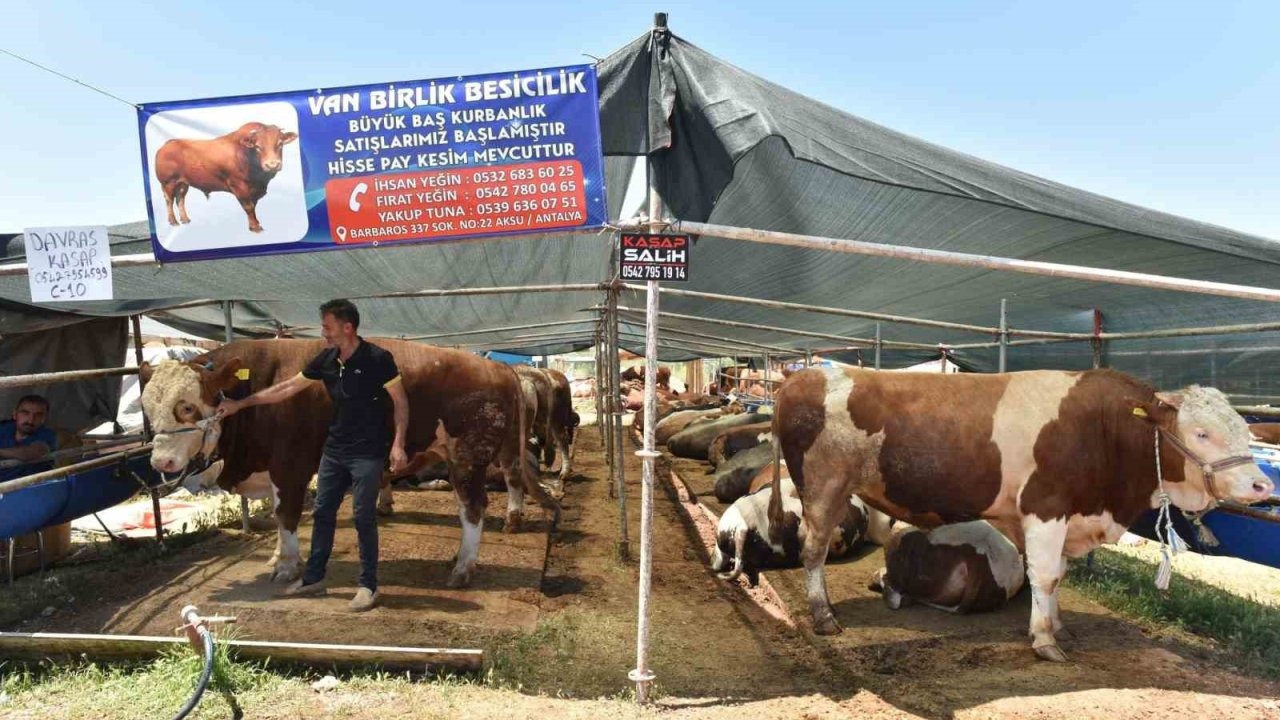 Kepez’de 9 noktada kurban kesim alanı