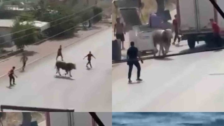 Kaçan boğa ortalığı bir birine kattı, diğeri ise denizde telef oldu