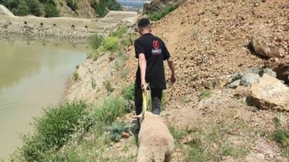 Dağlık alanda mahsur kalan kurbanlık koyunu ekipler kurtardı