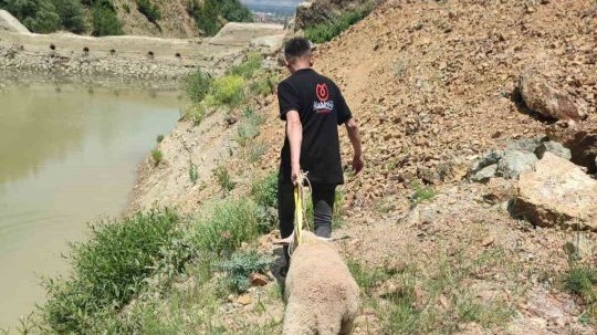 Dağlık alanda mahsur kalan kurbanlık koyunu ekipler kurtardı