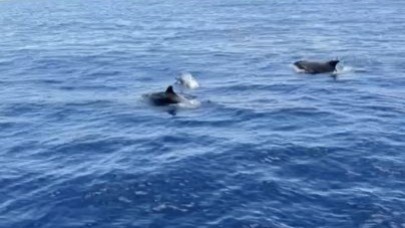 Alanya'da yunuslar tekneye eşlik etti, turistler izledi