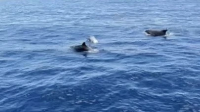 Alanya'da yunuslar tekneye eşlik etti, turistler izledi