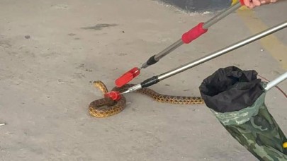 Otoparka giren yılan doğaya salındı