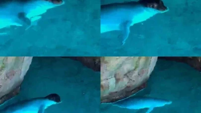 Tatilciler, mağarada Akdeniz fokuyla karşılaştı