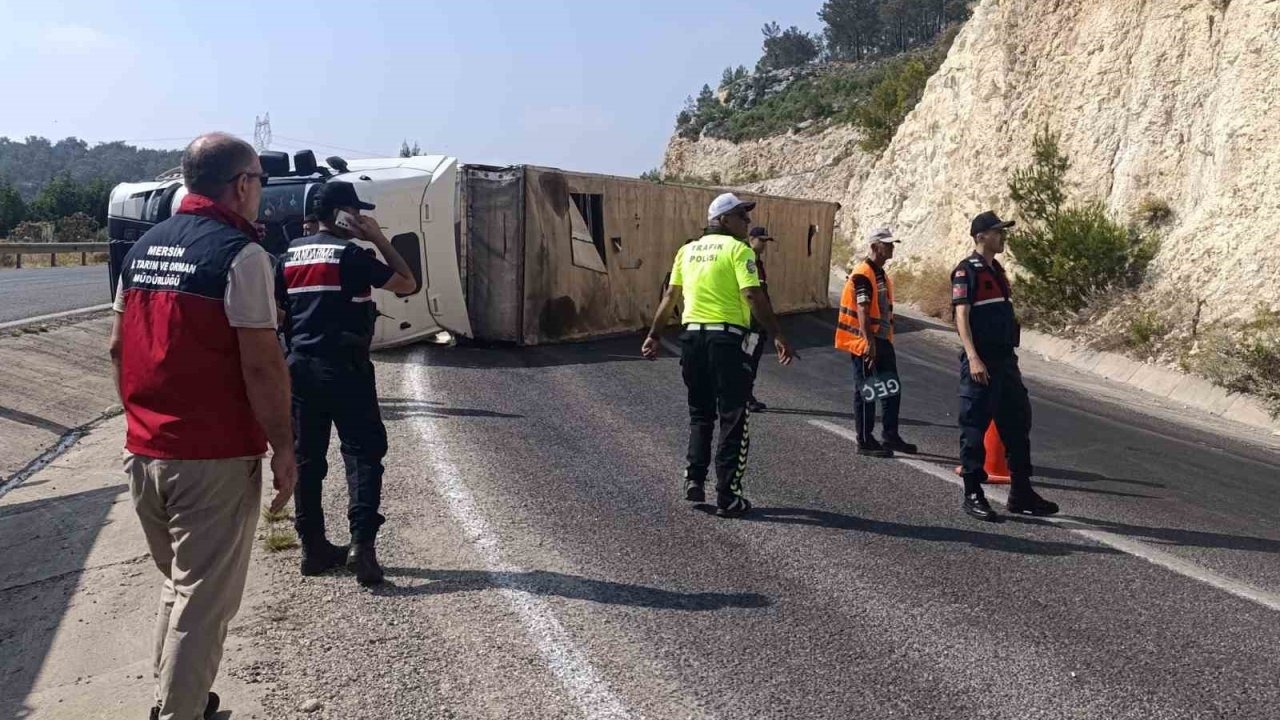Angus yüklü tır devrildi, kaçan hayvanlar yakalandı