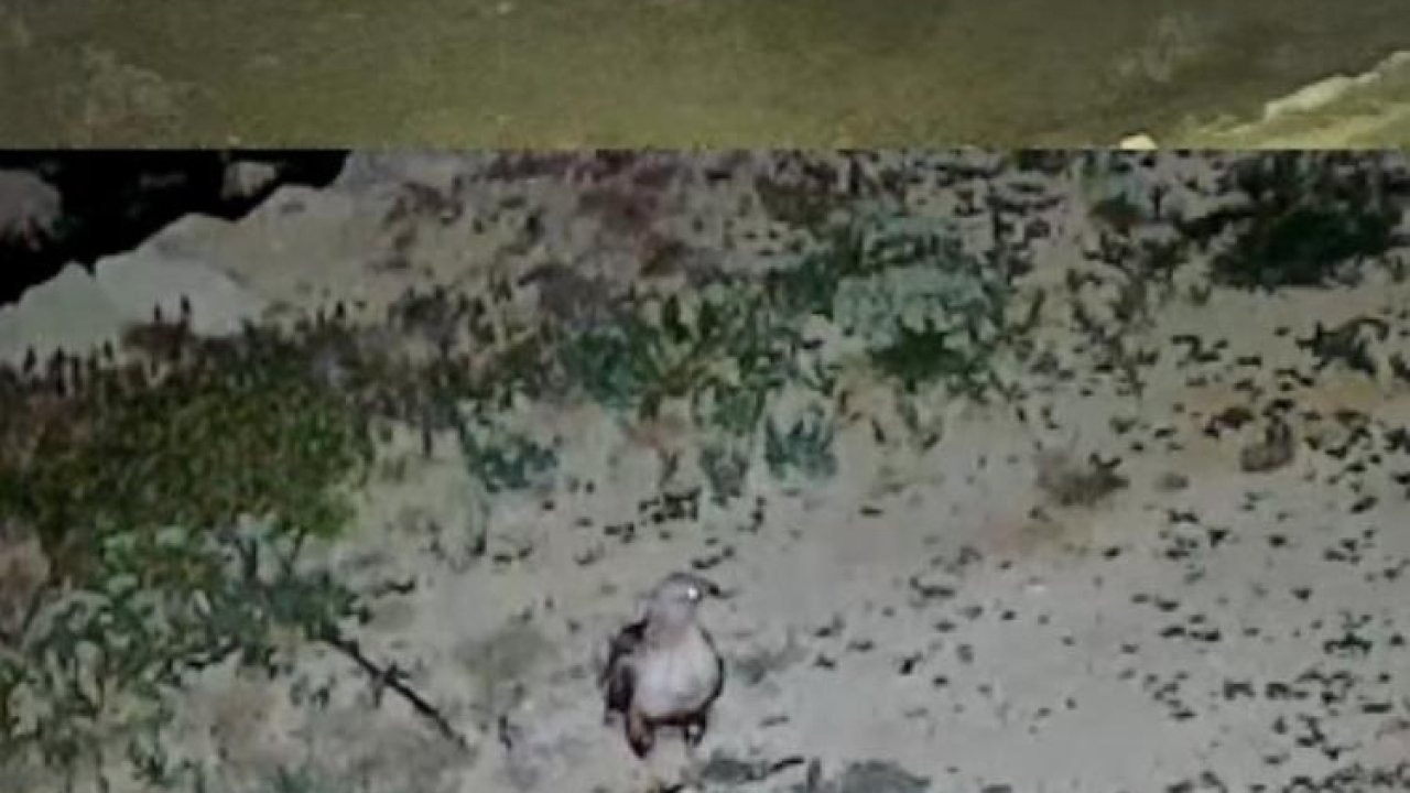 Yayladaki evin bahçesi yabani hayvanların mekanı oldu