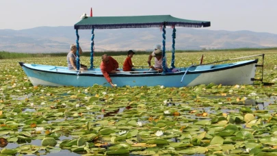 Işıklı Gölü’nde 'nilüfer' turizmi