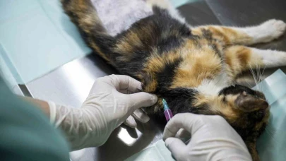 Mersin’deki kedi popülasyonu kısırlaştırma merkezi ile dengeleniyor