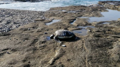 Deniz kaplumbağası ölüsü sahile vurdu