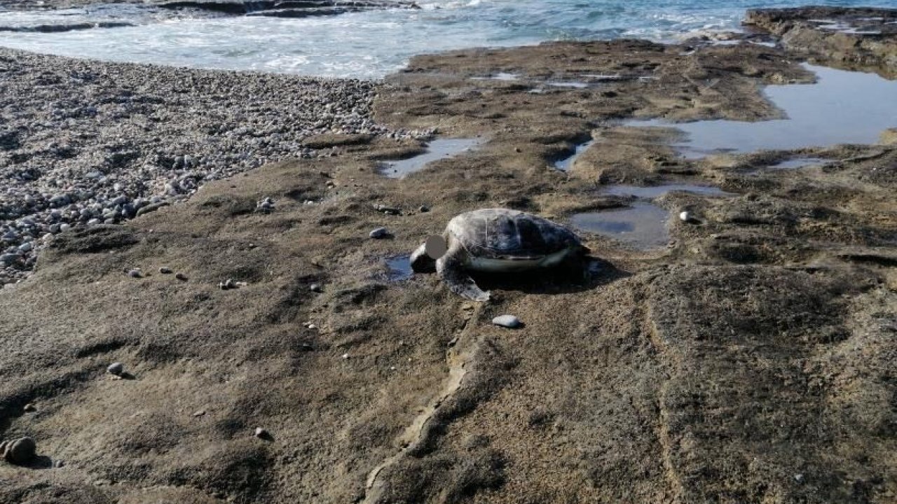 Gazipaşa’da caretta başı kesilmiş halde bulundu