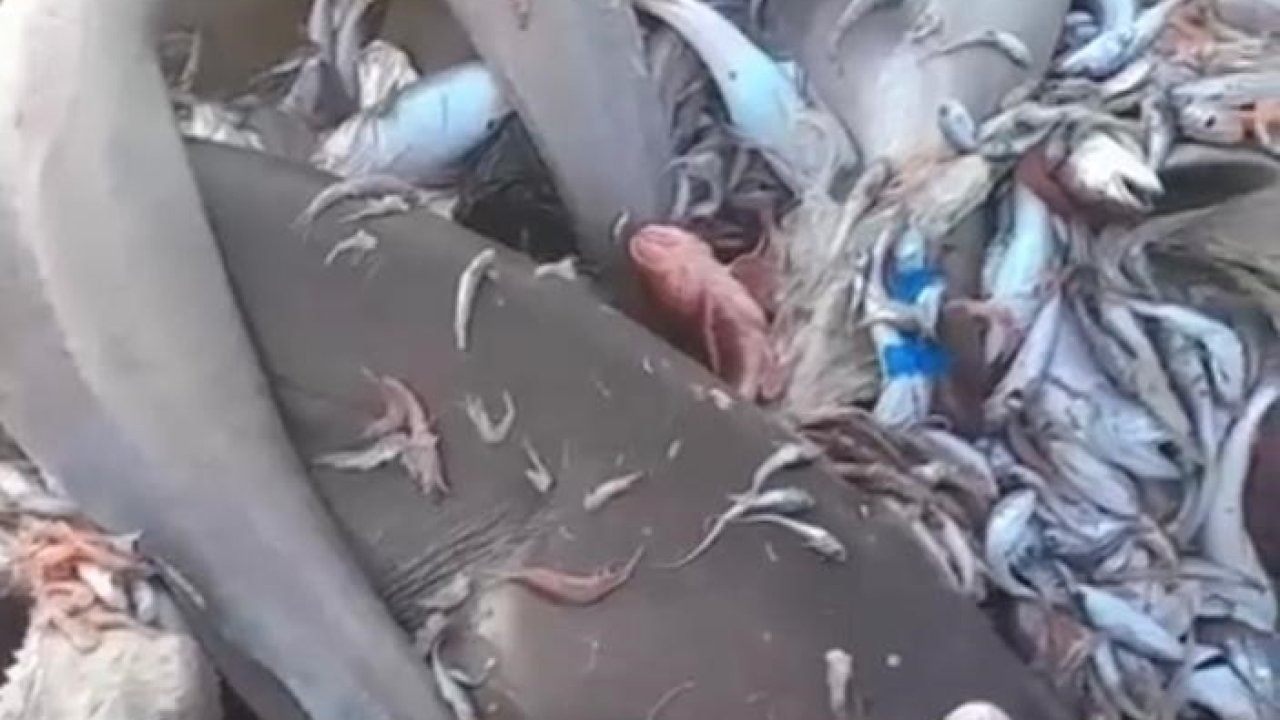 Mersin'i köpekbalıkları istila etti