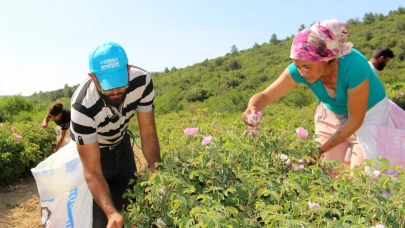 Isparta’da 'gül hasadı' turizmi