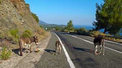 Muğla'da kara yolu çevresindeki yabani eşekler toplanıyor
